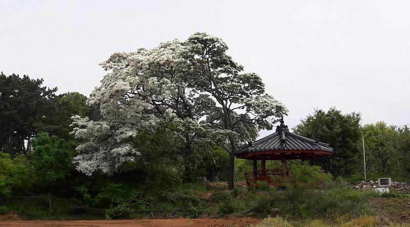 [꾸미기]20180527_볼음도_이팝나무.jpg 사진 